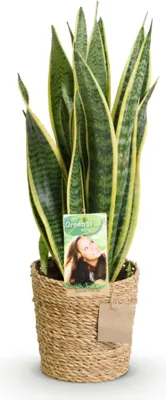 Obrázok produktu pre Sansevieria Laurentii – 60–70 cm – 17 cm s košíkom – ľahko udržiavaná rastlina – zeleno-žlté listy – odolná izbová rastlina do obývačky, kancelárie a spálne
