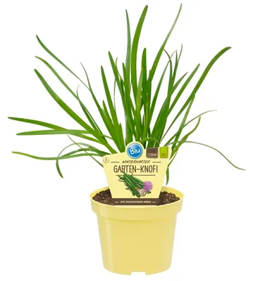 Produktbild von Gartenknofi- Allium Hybride - Kräuterpflanze im 12cm Topf