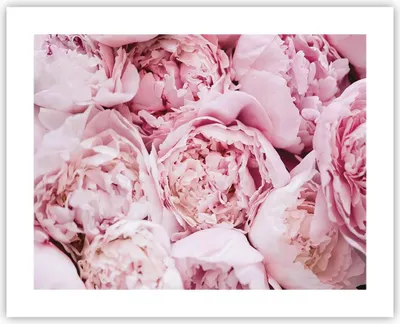Produktbild von Poster - Poster ohne Rahmen - Blumenstrauß Blumen Rosa - 50x40 cm - Wand Bild - Wanddeko - Wandbilder - Kunstposter - Wandposter - Bilder - Kunstdruck - Wanddekoration - Wandbild - P2XAA50x40-5001