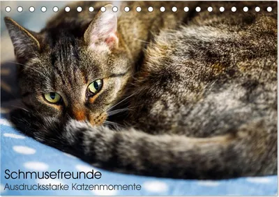 Produktbild von Schmusefreunde (Tischkalender 2025 DIN A5 quer), CALVENDO Monatskalender
