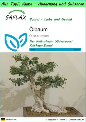 Produktbild von SAFLAX Garden to go - Ölbaum - Olea europea - 20 Samen - Mit Topf, Klima - Deckel und Anzuchtsubstrat