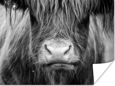 Produktbild von MuchoWow® Poster Schottischer Highlander - Kuh - Schwarz - Weiß - Tiere 120x90 cm - Wandbild