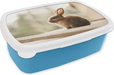 Produktbild von KitchenYeah® Lunchbox Brotzeit Brotdose 17x11 cm Kaninchen - Baby - Tier Kinder Brotzeitdose - Lunch - Kunststoff  - Brotbüchse - Sandwichbox - Lunchbox für Kinder