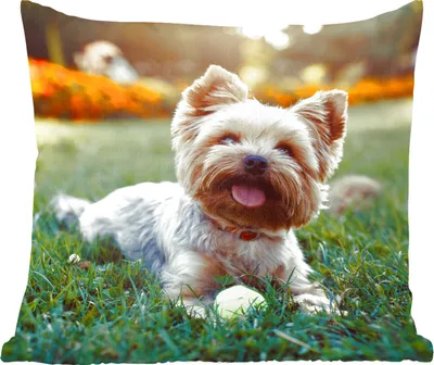 Produktbild von MuchoWow® Zierkissen Sofakissen Wohnzimmer Dekokissen 50x50 cm Yorkshire Terrier im Gras liegend - Komfort - Sofakissen