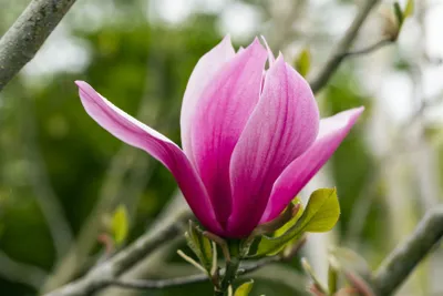 Produktbild von Magnolia 'March Till Frost', Magnolie, 60–80 cm, winterhart