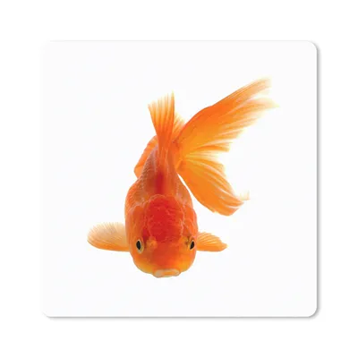 Produktbild von MuchoWow® Mauspad Mousepad Goldfisch - Meerestiere - Orange 30x30 cm - Mousepads - Maus Mat - Pad - Mausunterlage - Gaming