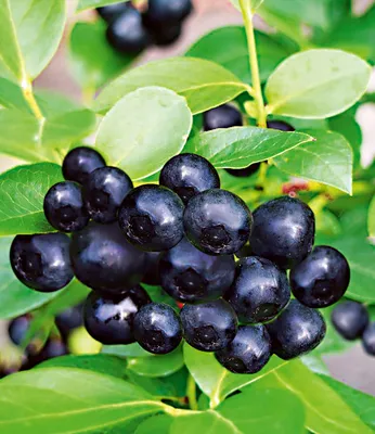 Produktbild von BALDUR Garten 1x Schwarze Heidelbeere Black Pearl® Pflanze im 2 Liter-Topf, tiefschwarze, extrem große Beeren, zuckersüß und herrlich aromatisch, winterhart, mehrjährig & robust