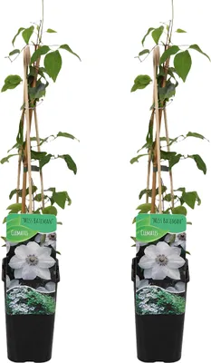 Produktbild von Bloomique - 2er-Set - Clematis Miss Bateman - Waldrebe - Weiß - Kletterpflanzen - Gartenpflanzen - Winterhart - Topf 15 cm - 70-80 cm hoch