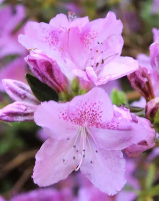 Immagine prodotto di Rhododendron optusum Azalea giapponese 'Ledikanense' rosa - viola 15 - 20 cm