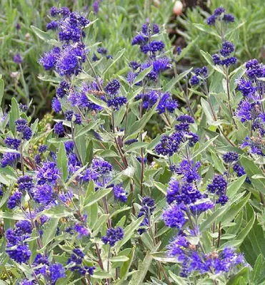 Produktbild von Bartblume ´KEW BLUE´ 20-30 cm, Cont. 2,5 l