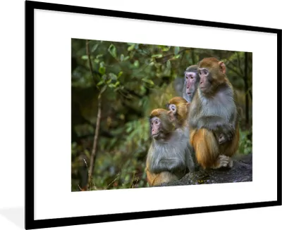 Produktbild von MuchoWow® MuchoWow® Gerahmtes Poster Affen - Steine - Wald 90x60 cm - Poster mit zchwarzem Bilderrahmen - Wanddekoration - Fotos