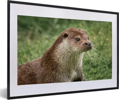 Produktbild von MuchoWow® Gerahmtes Poster Otter im Gras 60x40 cm - Poster mit Schwarzem Bilderrahmen Wandposter Rahmen Foto Bilder - Schlafzimmer - Plakat in Rahmen - Drucken