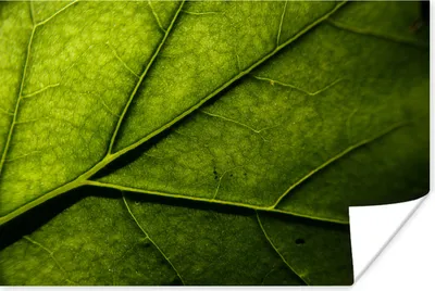 Produktbild von MuchoWow® Poster Nahaufnahme eines Blattes 30x20 cm - Plakate - Print