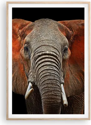 Produktbild von Gerahmtes Poster - Rahmen in heller Eiche - Elefant Rot Ohren - 70x100 cm - Wand Bild - Wanddeko - Wandbilder - Wandposter - Bilderrahmen - Bilder - Kunstdruck - Wandbild - P2NPA70x100-4237