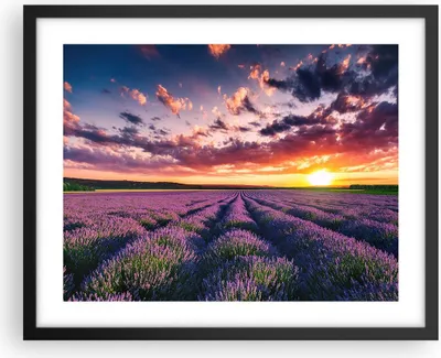 Produktbild von Gerahmtes Poster - Schwarzer Rahmen - Lavendel Berge Feld - 50x40 cm - Wand Bild - Wanddeko - Wandbilder - Kunstposter - Wandposter - Bilderrahmen - Bilder - Kunstdruck - Wandbild - P2BAA50x40-3816