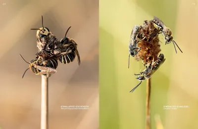 Produktbild von Wildbienenhelfer