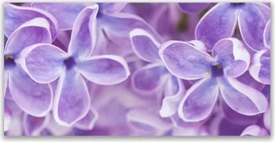 Produktbild von Acrylglasbilder 120x60 Wandbild Druck Blumen Pflanzen
