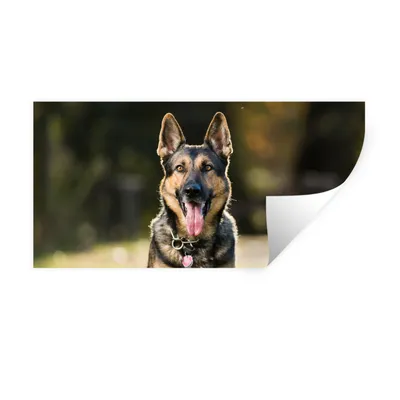 Produktbild von MuchoWow® Wandtattoo Wandsticker Wandaufkleber Ein Deutscher Schäferhund sitzt im grünen Gras 120x60 cm Selbstklebend und Repositionierbar - Sticker - Dekorfolie