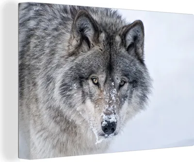 Produktbild von OneMillionCanvasses® - Leinwandbilder - 140x90 cm, Wolf - Schnee - Tiere, Wandbilder Kunstdruck Wanddekoration