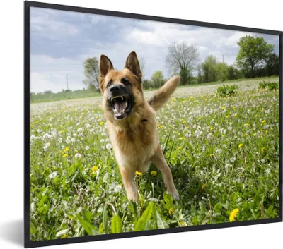 Produktbild von MuchoWow® Gerahmtes Poster Deutscher Schäferhund zwischen den Blumen 40x30 cm - Poster mit Schwarzem Bilderrahmen Wandposter Rahmen Foto Bilder - Kunstposter - Wanddekorationen