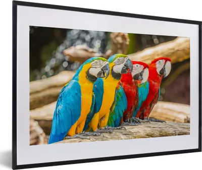 Produktbild von MuchoWow® Gerahmtes Poster Vögel - Papagei - Tropisch - Natur 60x40 cm - Poster mit Schwarzem Bilderrahmen Wandposter Rahmen Foto Bilder - Schlafzimmer - Plakat in Rahmen - Drucken
