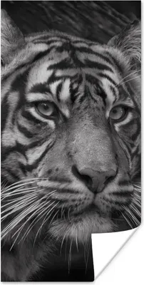 Produktbild von MuchoWow® Poster Tiger - Wild - Schwarz - Weiß 20x40 cm - Plakat - Foto