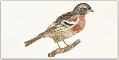 Produktbild von Coloray - Bild aus Glas - 120x60 cm - glasblock mit bild gehärtetes Glas wohnzimmer Dekoration wanddekoration Küche - Tier Vogel Zweig