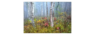 Zdjęcie produktu dla Fototapeta Abstrakcyjny zielony Brzozowy Las we mgle Dzika natura Dekoracja ścienna do salonu z efektem 3D 405x270cm