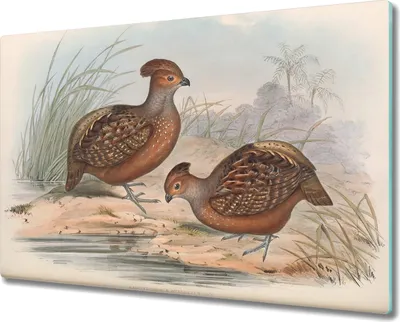 Produktbild von Coloray Küchenbrett Kochplattenabdeckung Hackbrett Schneidebrett Herdabdeckplatte 80x52 cm - Vögel Tiere