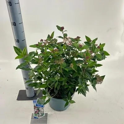 Produktbild von Viburnum tinus ‘Eve Price’ - Lorbeer-Schneeball | 45-50 cm im Topf