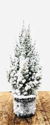 Produktbild von Juniperus chinensis 'Stricta', Chinesischer Wacholder, 20–30 cm