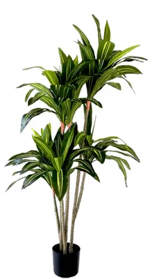 Productafbeelding van Kunstplant Dracaena fragrans 150 cm