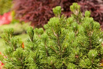 Produktbild von Pinus mugo 'Mumpitz', Bergkiefer, kompakt, 20–25 cm