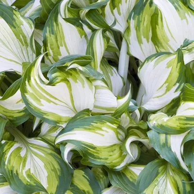 Immagine prodotto di Hosta Funkia Undulata Univittata 1 pz. Piantina Piantine di Hosta Funkie