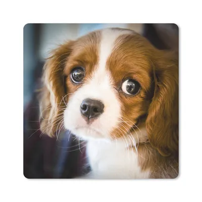 Produktbild von MuchoWow® Mauspad Mousepad Ein Porträt eines jungen Welpen 20x20 cm - Mousepads - Maus Mat - Pad - Mausunterlage - Desk Mat - Bureauartikeln