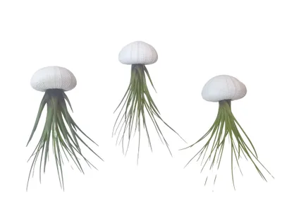 Produktbild von Seeigelgehäuse Urchin weiß mit Tillandsie Melanocrator 3er Set