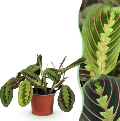Zdjęcie produktu dla Maranta Fascinator Tricolour - roślina modlitewna - przyjazna dla zwierząt - zielona - 25cm - Ø12cm - Roślina doniczkowa - Zimozielony