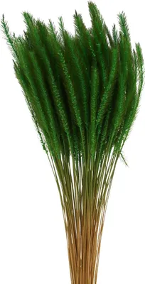 Produktbild von Elegantes Deko-Süßgras für stilvolle Arrangements