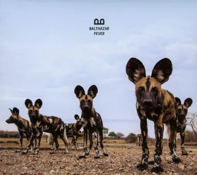 Obrázok produktu pre ImportCDs Fever, Pop rock, CD, Fyzické médiá, Dospelý, 1 disky, 24/01/2019