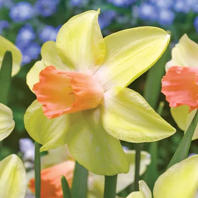 Produktbild von Narzissen Blumenzwiebeln Zwiebeln Blumen Botanische Narzisse Prototype 5 St.