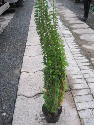 Produktbild von Hedera helix Erecta - Efeu Erecta - 60-80cm