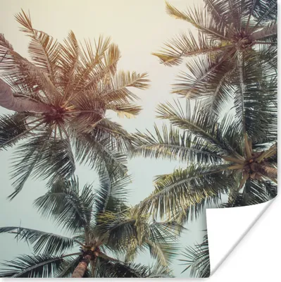 Produktbild von MuchoWow® Poster Palme - Sommer - Tropisch 50x50 cm - Wohnzimmerdekoration