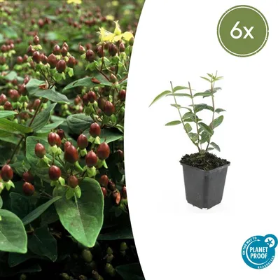Productafbeelding van Hypericum inodorum 'Rheingold' | 6 stuks - 10-25cm - Ø9cm - Tuinplant