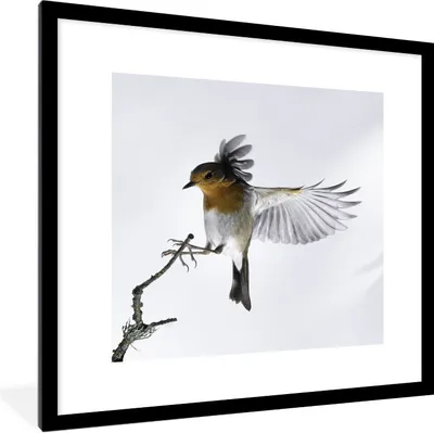Produktbild von MuchoWow® Gerahmtes Poster Nahaufnahme Vogel 40x40 cm - Poster mit Schwarzem Bilderrahmen Wandposter Rahmen Foto Bilder - Poster - Plakat im Rahmen