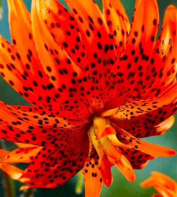 Produktbild von 5x Zwiebeln Blumenzwiebeln Baumlilien Lilien Riesenlilie " Flore Pleno " bis 150cm Größe
