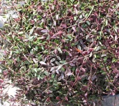 Produktbild von Vaccinium oxycoccus - Heimische Moosbeere 10-15cm
