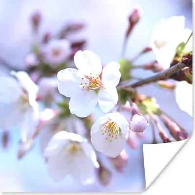 Produktbild von MuchoWow® Poster Blumen - Sakura - Zweig 75x75 cm - Wand Dekoration