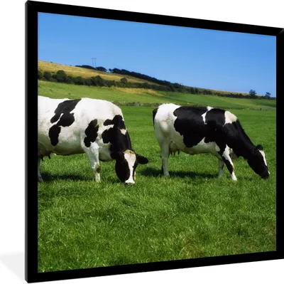 Produktbild von MuchoWow® Gerahmtes Poster Kühe - Tiere - Gras 40x40 cm - Poster mit Schwarzem Bilderrahmen Wandposter Rahmen Foto Bilder - Mit Rahmen - Wanddekoration Schlafzimmer