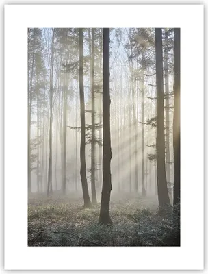 Produktbild von Poster - Poster ohne Rahmen - Wald Baum Natur - 30x40 cm - Wand Bild - Wanddeko - Wandbilder - Kunstposter - Wandposter - Bilder - Kunstdruck - Wanddekoration - Wandbild - P2XPA30x40-3749
