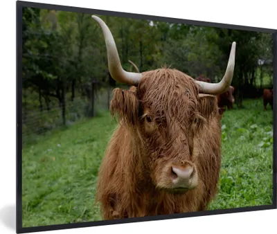 Produktbild von MuchoWow® MuchoWow® Gerahmtes Poster Schottische Hochlandrind - Tiere - Gras 90x60 cm - Poster mit zchwarzem Bilderrahmen - Fotorahmen - Foto-Plakat
